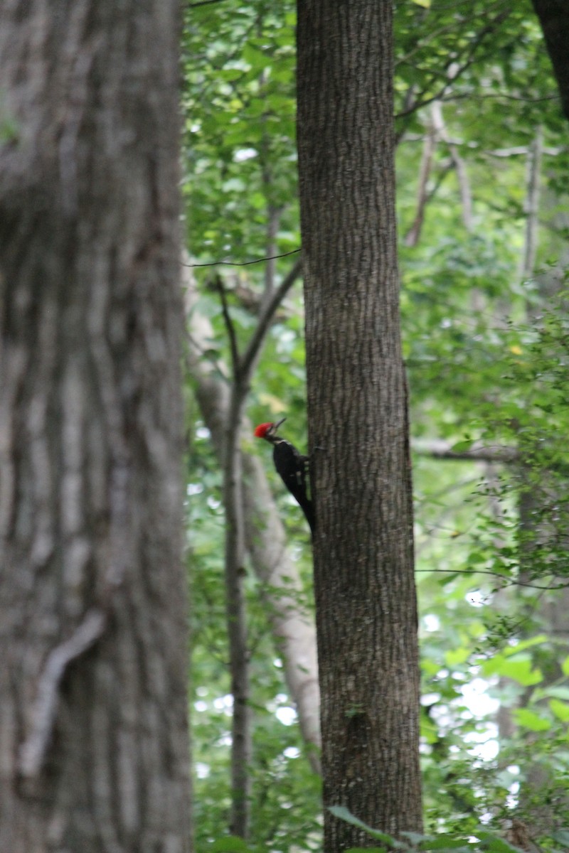 Pileated Woodpecker - Ray Kimsey
