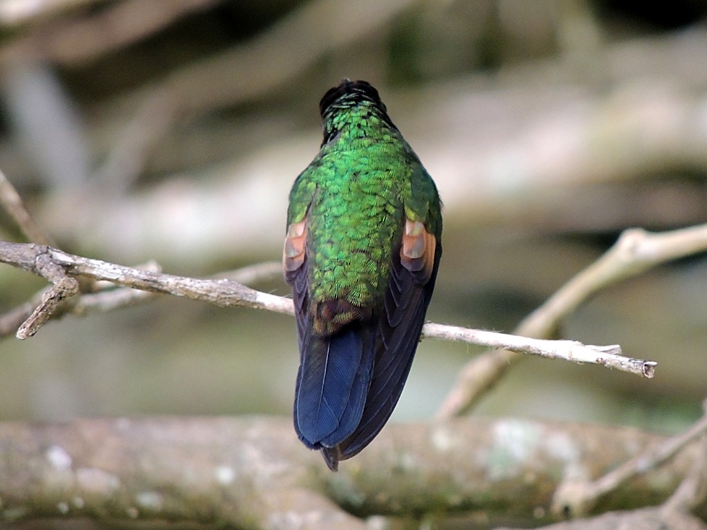 Stripe-tailed Hummingbird - Richard Garrigues