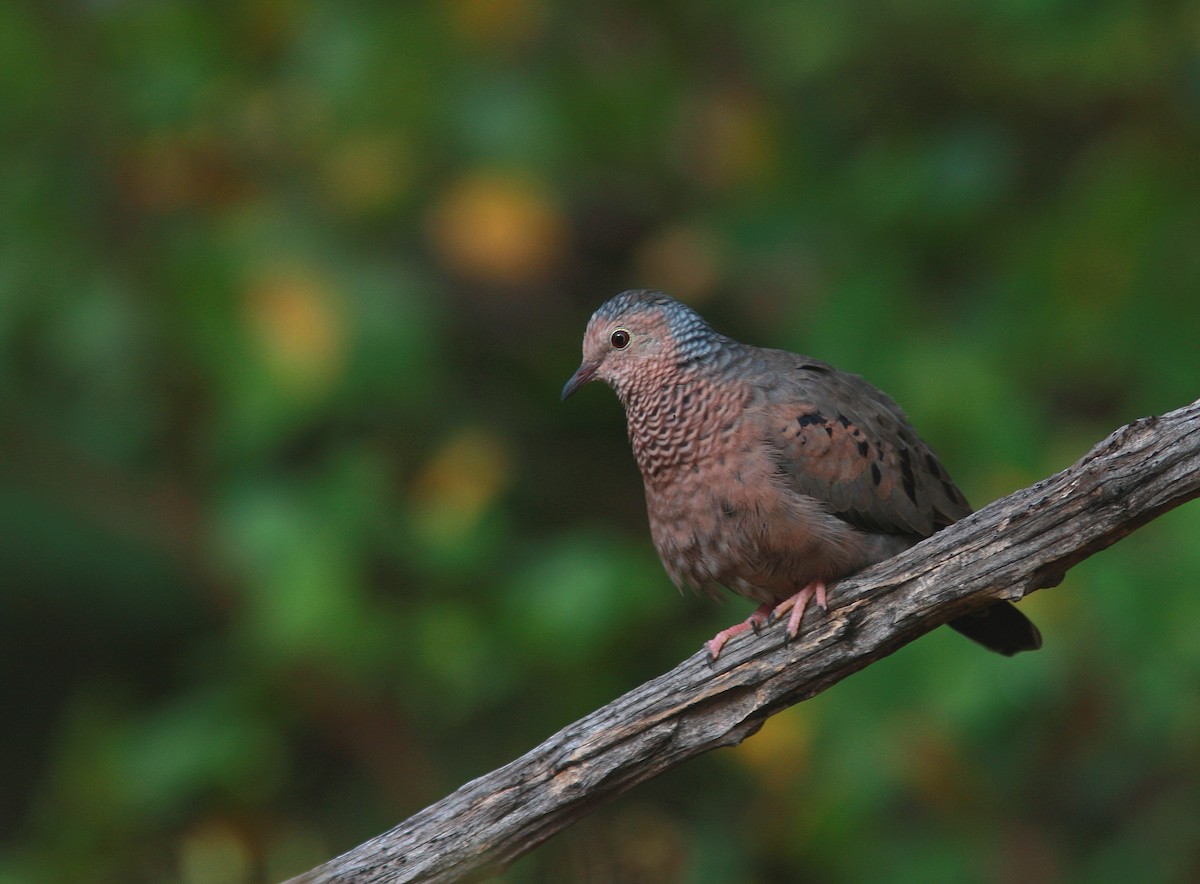 Common Ground Dove - Guy Poisson