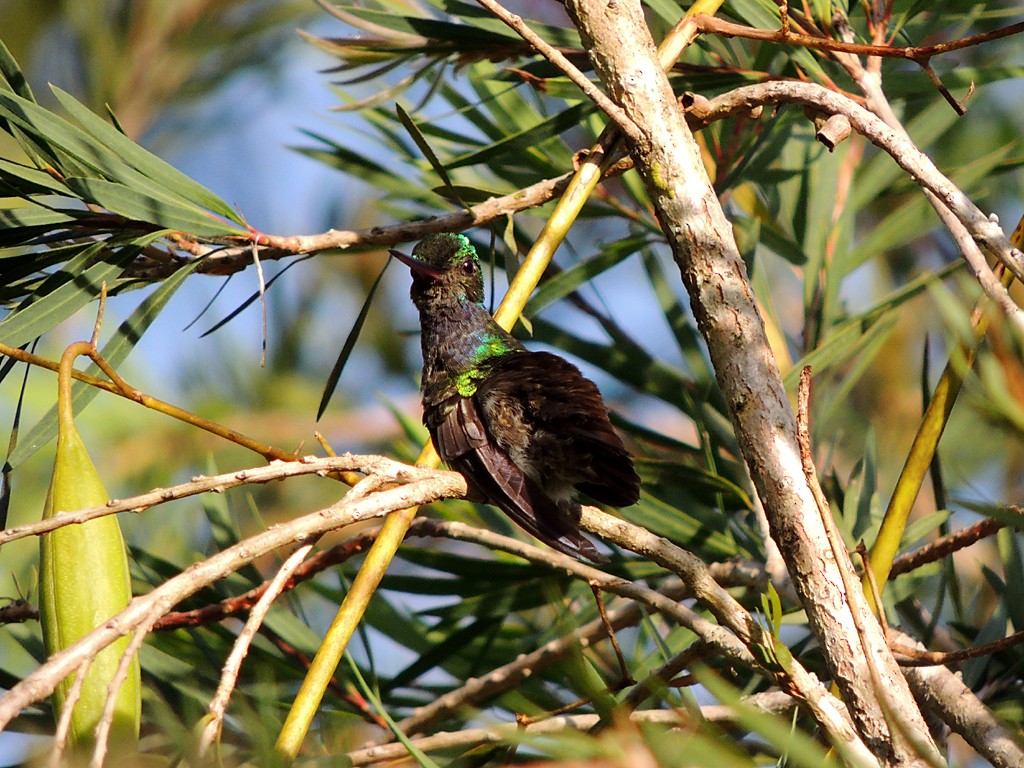 Charming Hummingbird - ML109250331