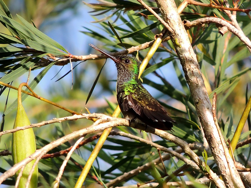 Charming Hummingbird - ML109250351