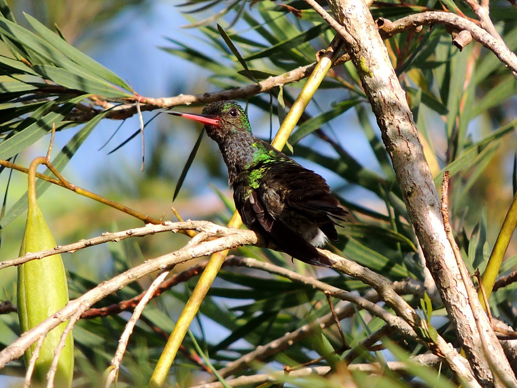 Charming Hummingbird - ML109250361