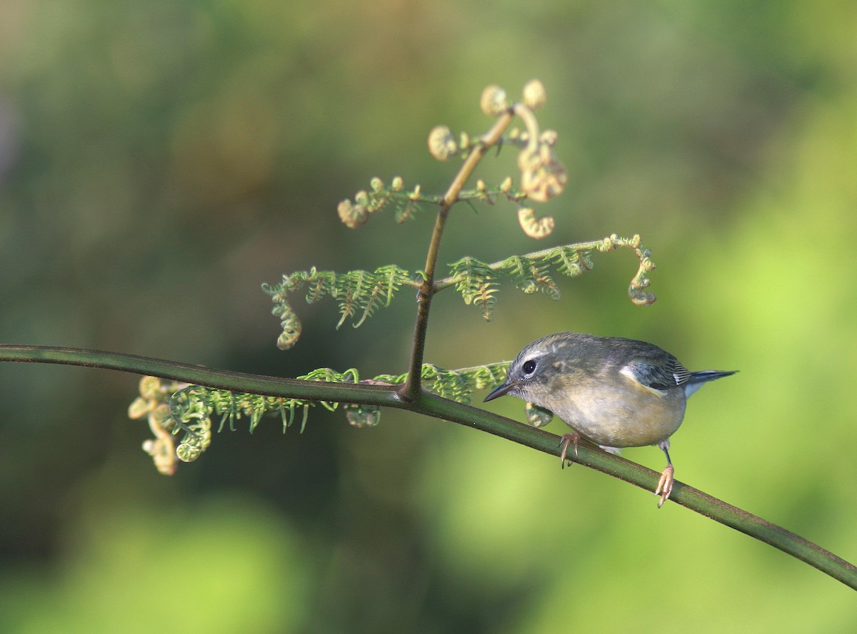 Black-throated Blue Warbler - Guy Poisson