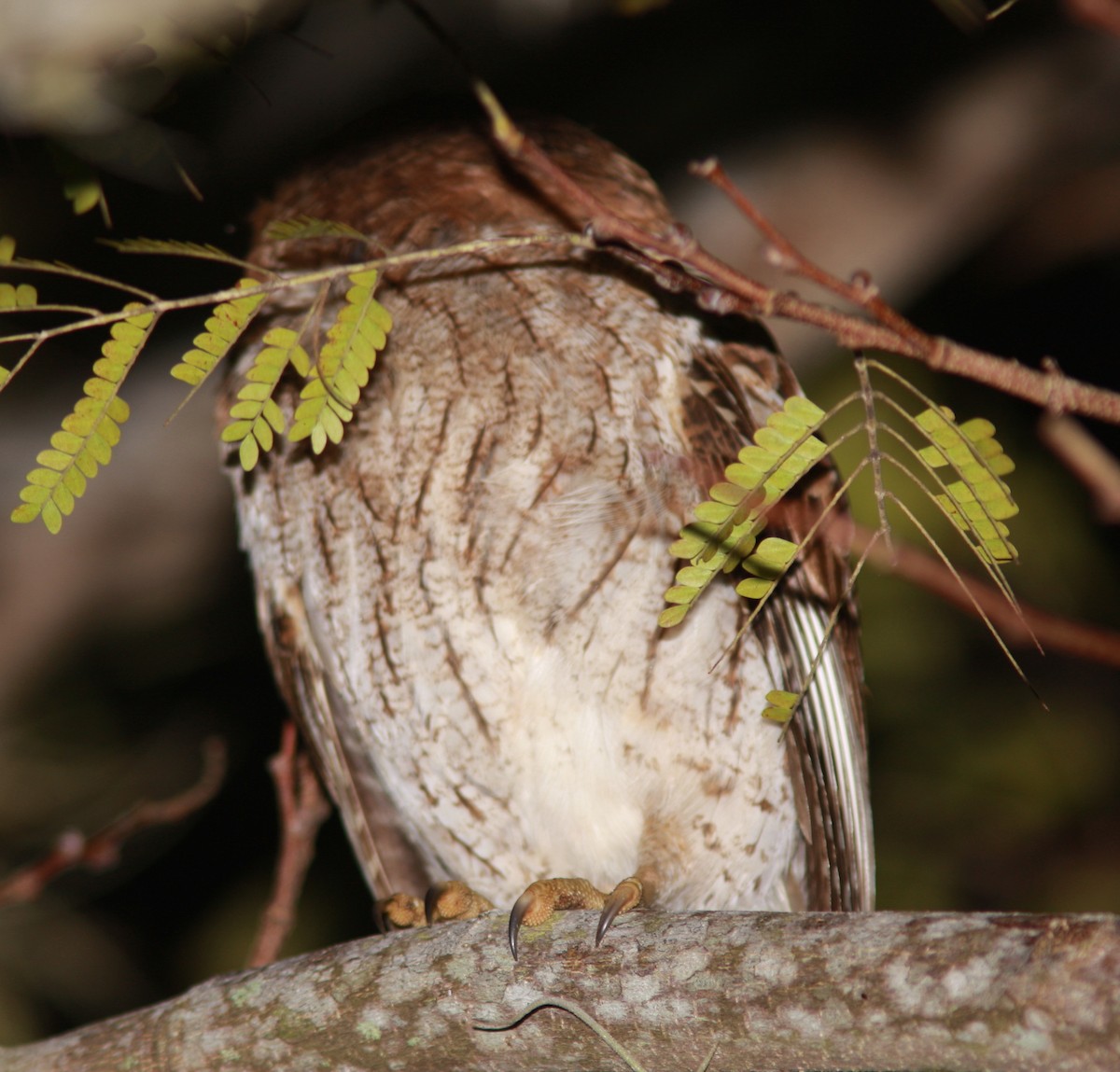 Puerto Rican Owl - Guy Poisson