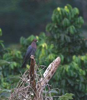 Scaly-naped Pigeon, ML109251371