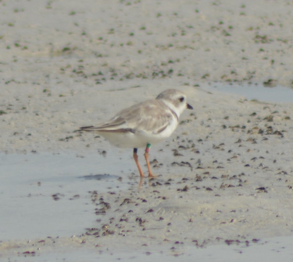 Piping Plover - ML109252411