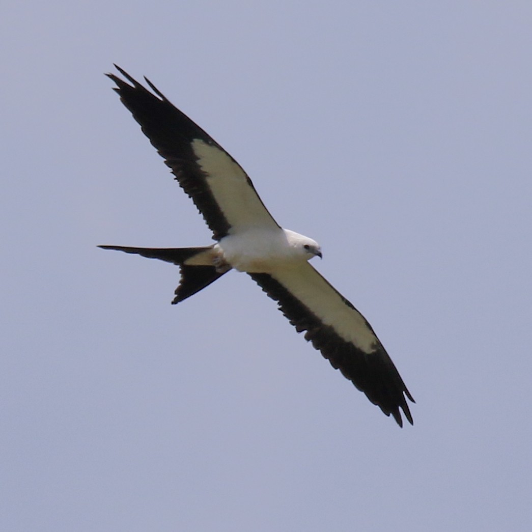 Swallow-tailed Kite - Linda Montgomery