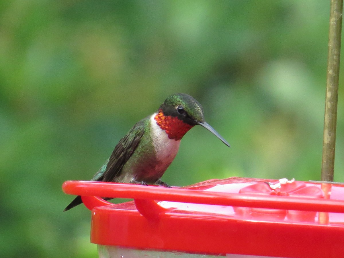 Ruby-throated Hummingbird - Vincent Maglio