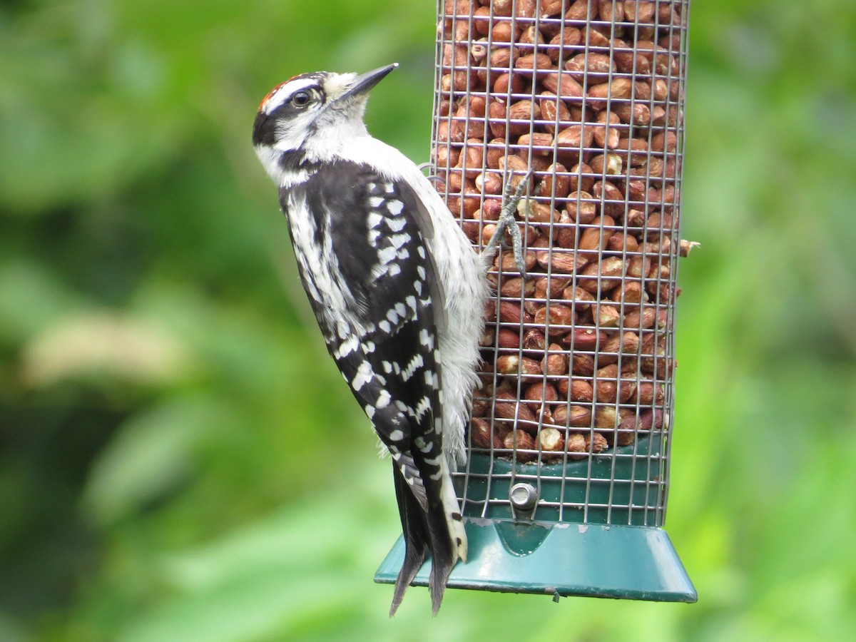 Downy Woodpecker - ML109253211
