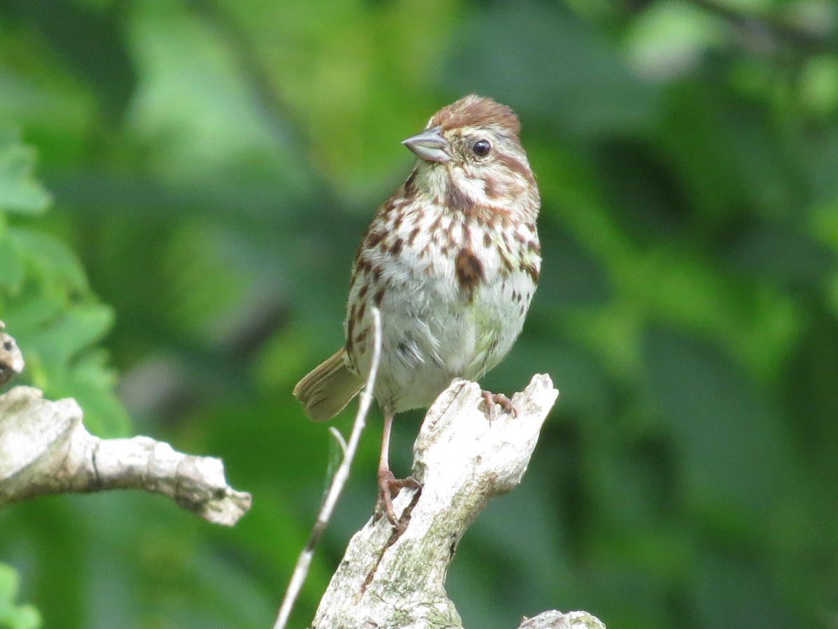 Song Sparrow - Vincent Maglio