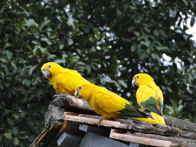 Possible confusion species: Golden Parakeet (<em class="SciName notranslate">Guaruba guarouba</em>). - Golden Parakeet - 