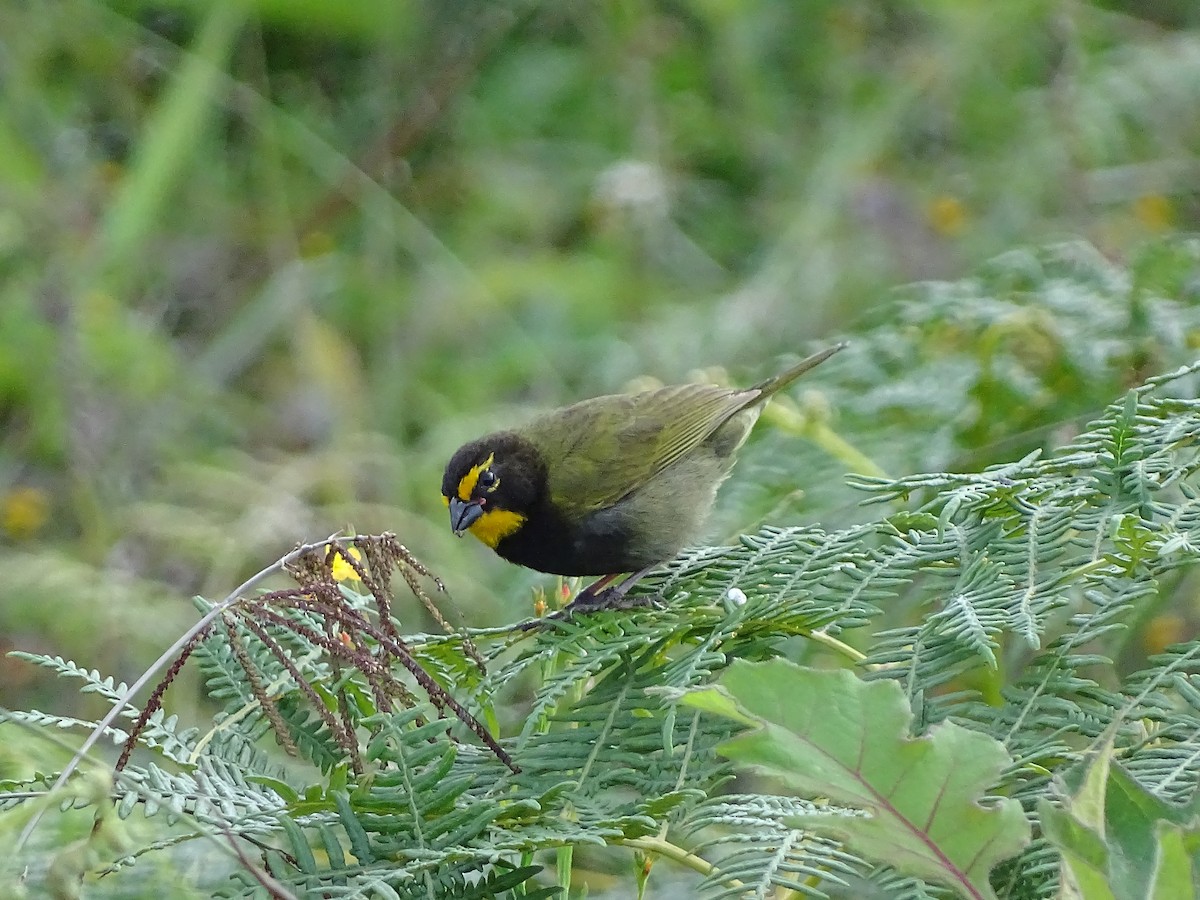Yellow-faced Grassquit - Alfonso Auerbach