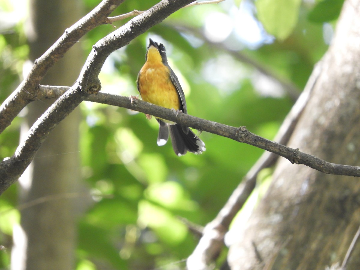 Fan-tailed Warbler - M. A. Noack