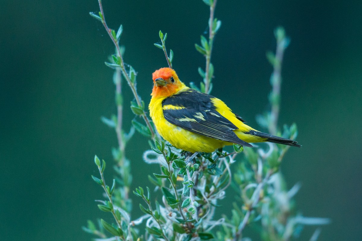 Western Tanager - ML109258781