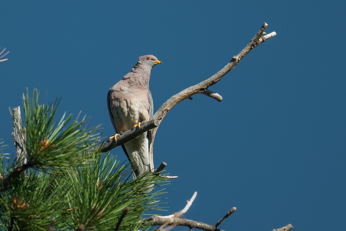 Band-tailed Pigeon - ML109258821