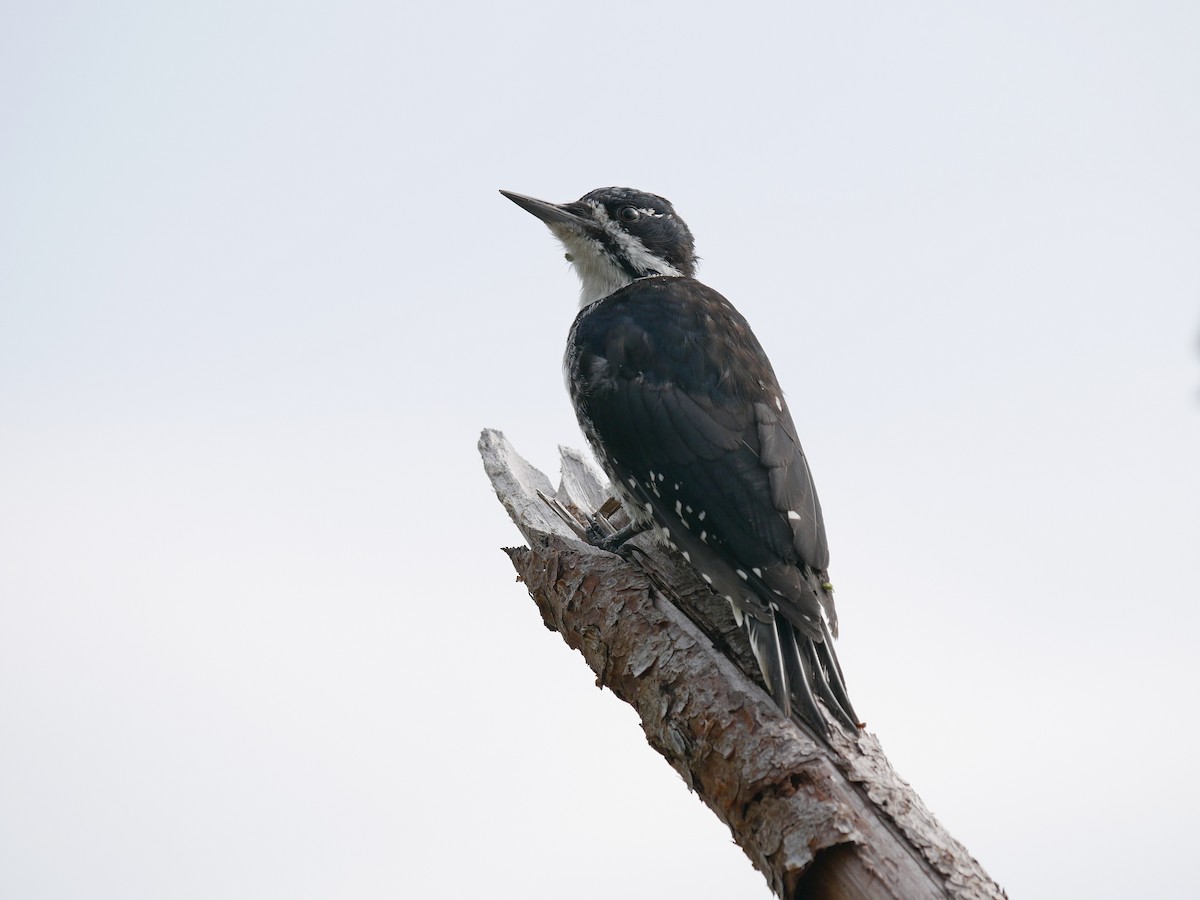 Black-backed Woodpecker - Rob Edsall