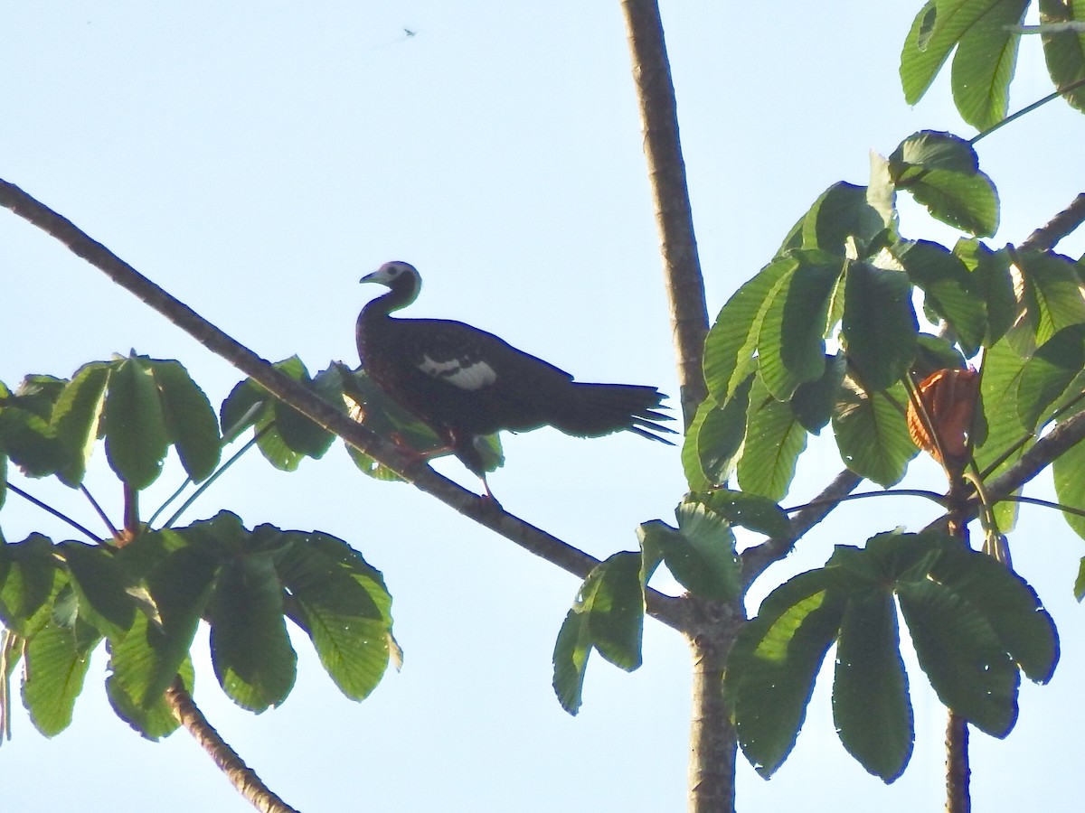 Blue-throated Piping-Guan - ML109263341
