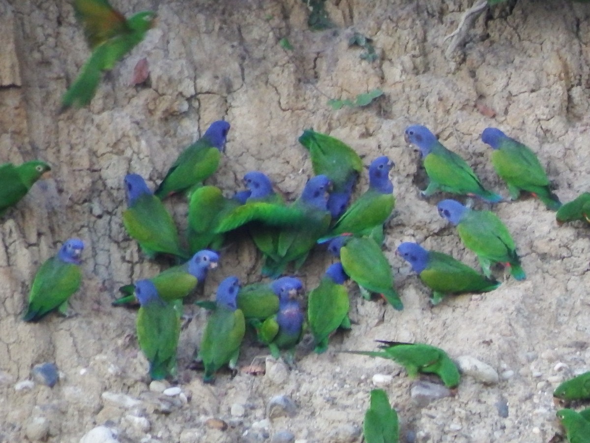 Blue-headed Parrot - ML109263391