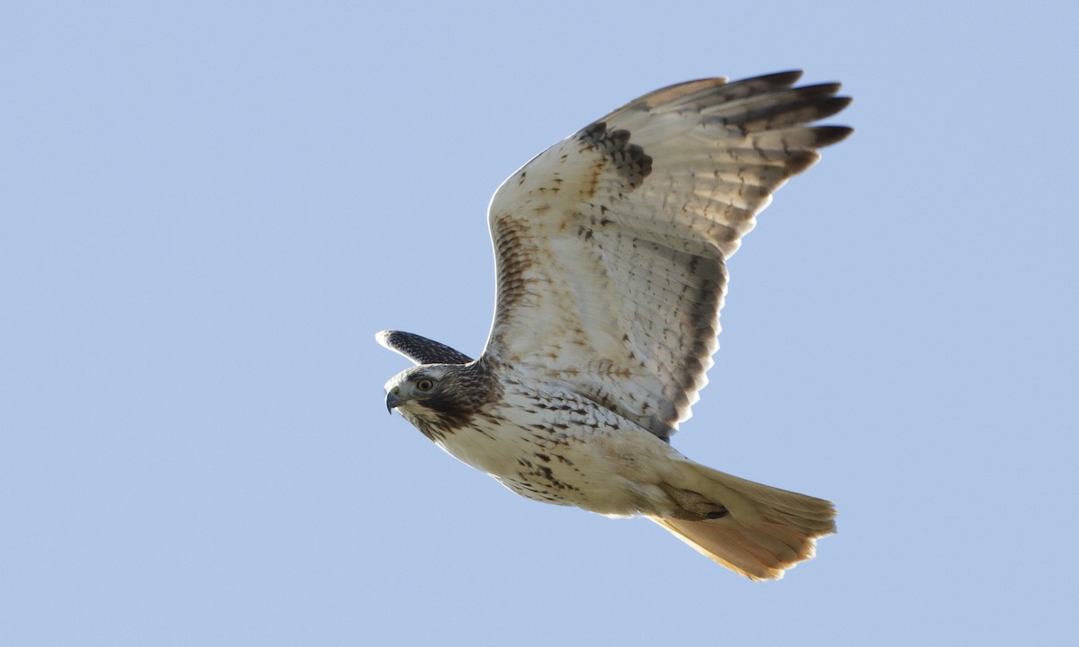 Red-tailed Hawk - ML109265781
