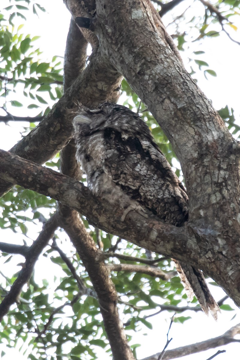 Papuan Frogmouth - ML109265871