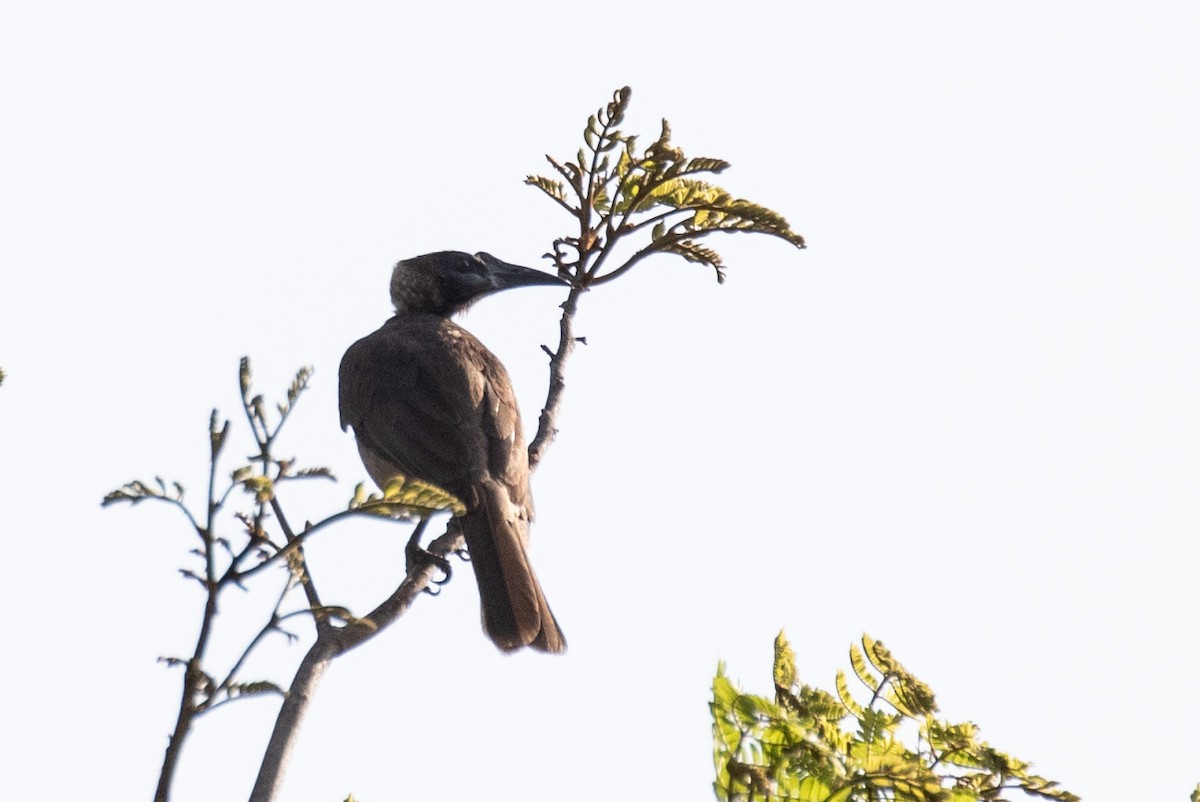 Helmeted Friarbird (New Guinea) - Robert Lewis