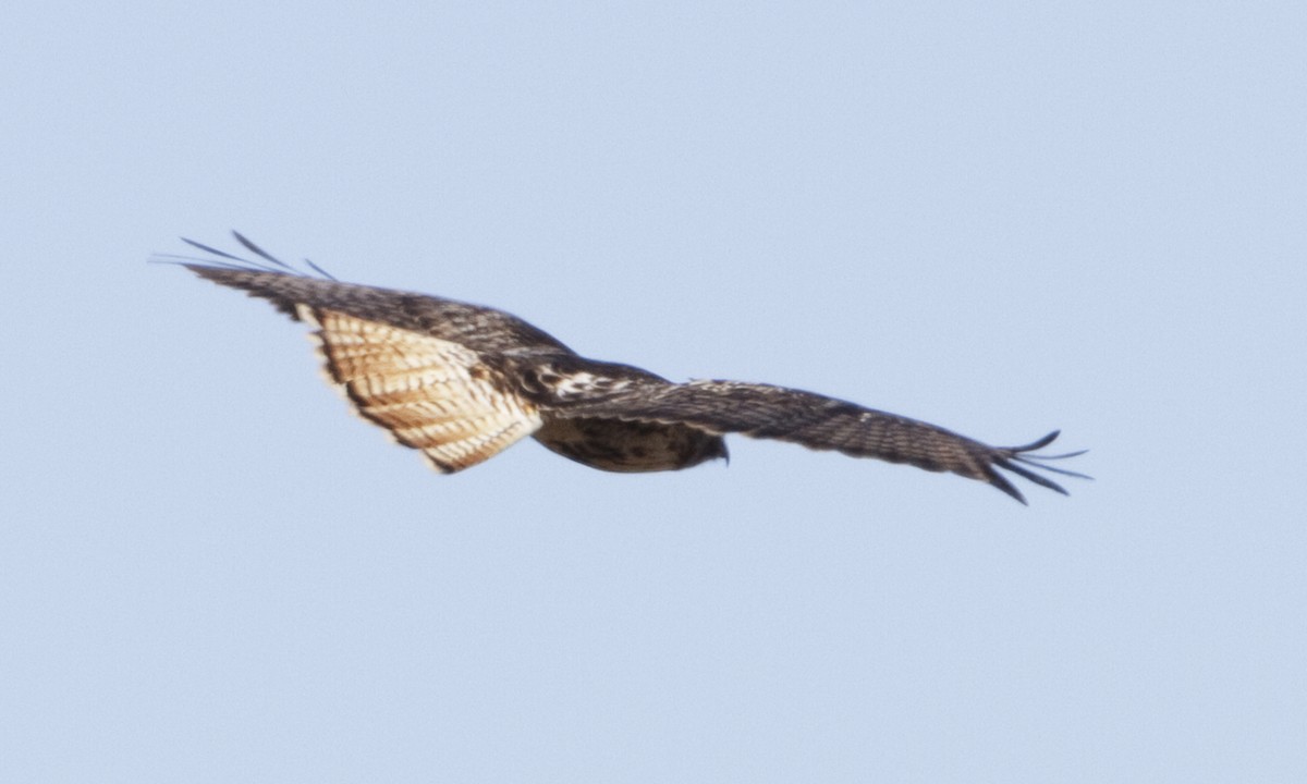 Red-tailed Hawk (abieticola) - ML109266131