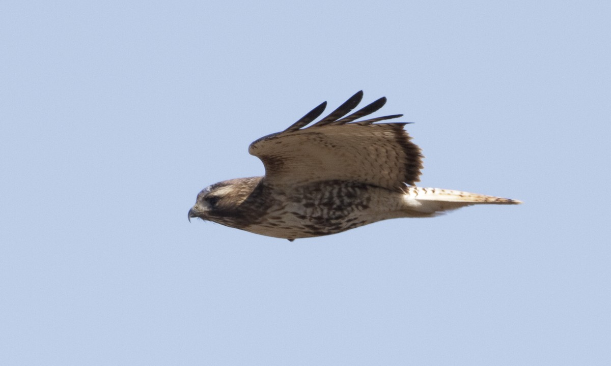 Red-tailed Hawk (abieticola) - ML109266141