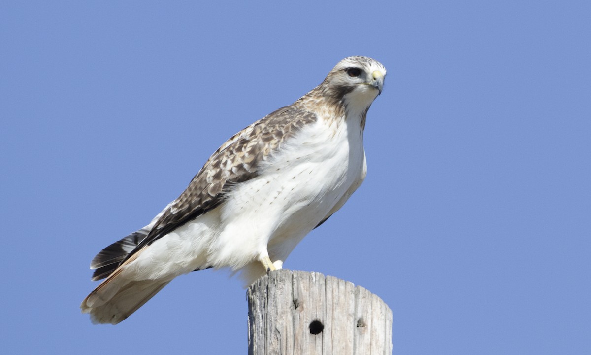 Red-tailed Hawk (Krider's) - Brian Sullivan