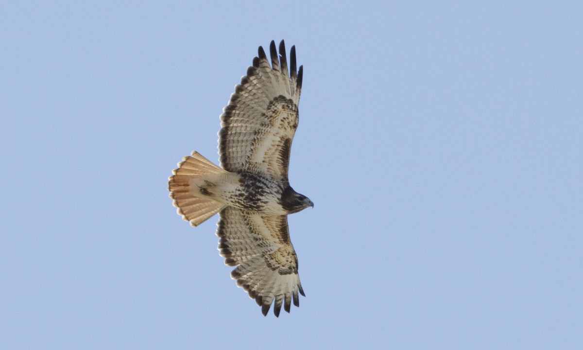 Red-tailed Hawk (abieticola) - ML109267121
