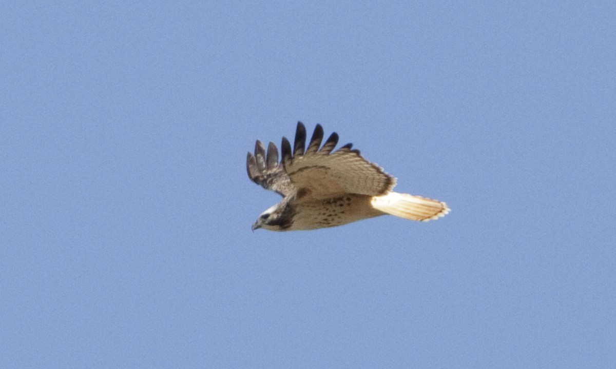 Red-tailed Hawk (Krider's) - ML109267251
