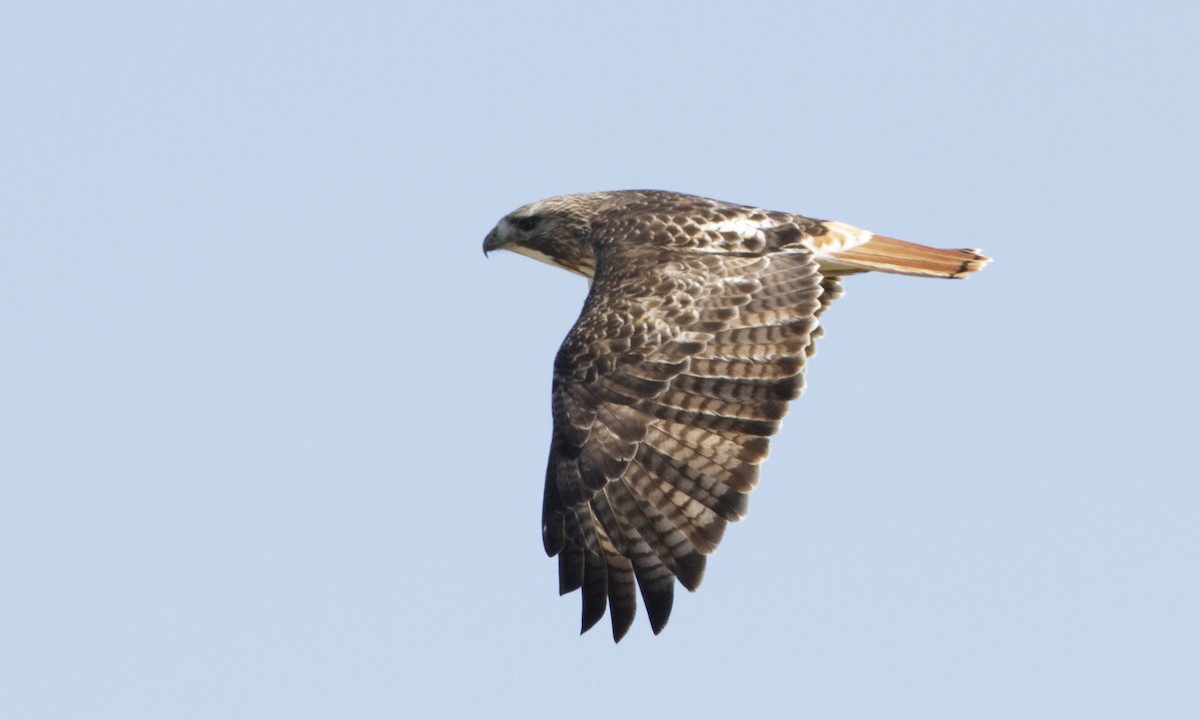 Red-tailed Hawk (borealis) - Brian Sullivan