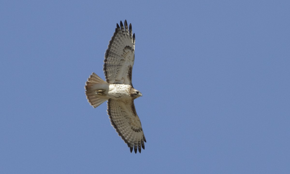 Red-tailed Hawk (borealis) - ML109267641