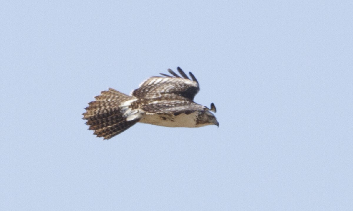 Red-tailed Hawk (Harlan's) - ML109267821