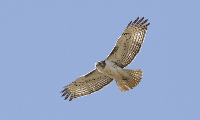 Juvenile light-morph. - Red-tailed Hawk (Harlan's) - 