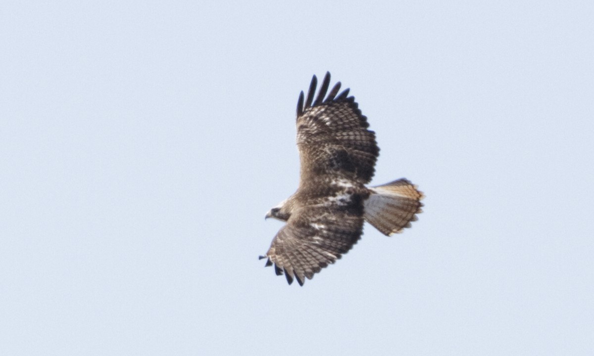 Red-tailed Hawk - ML109268391