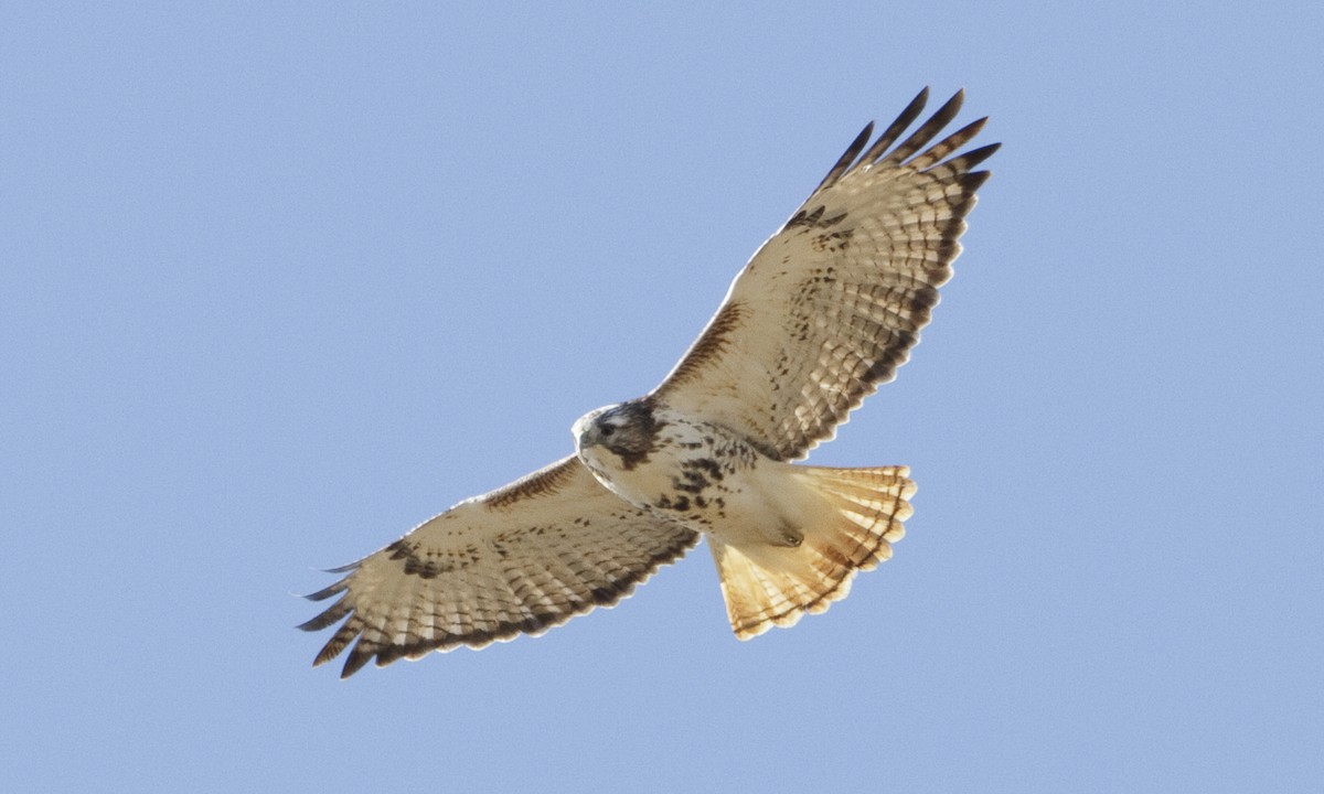 Red-tailed Hawk - ML109268411