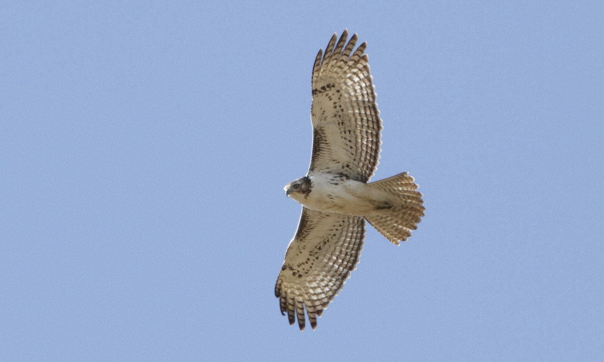 Red-tailed Hawk (Harlan's) - ML109270341