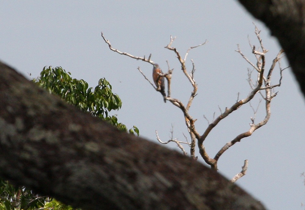 Double-toothed Kite - ML109270561