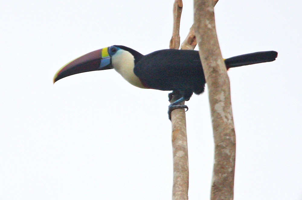 White-throated Toucan (Red-billed) - ML109270761