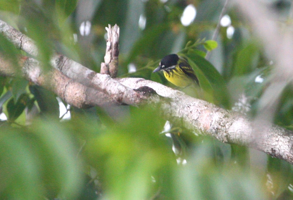 Painted Tody-Flycatcher - Jay Gilliam
