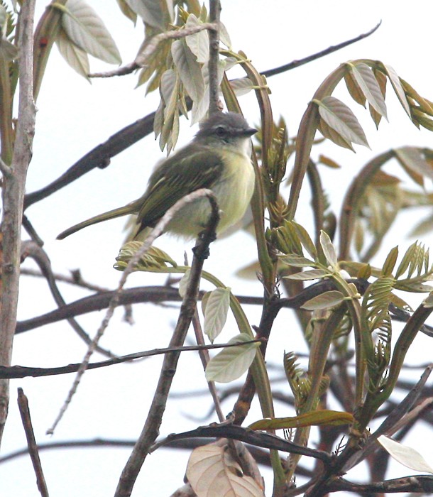 Gray-crowned Flatbill - Jay Gilliam