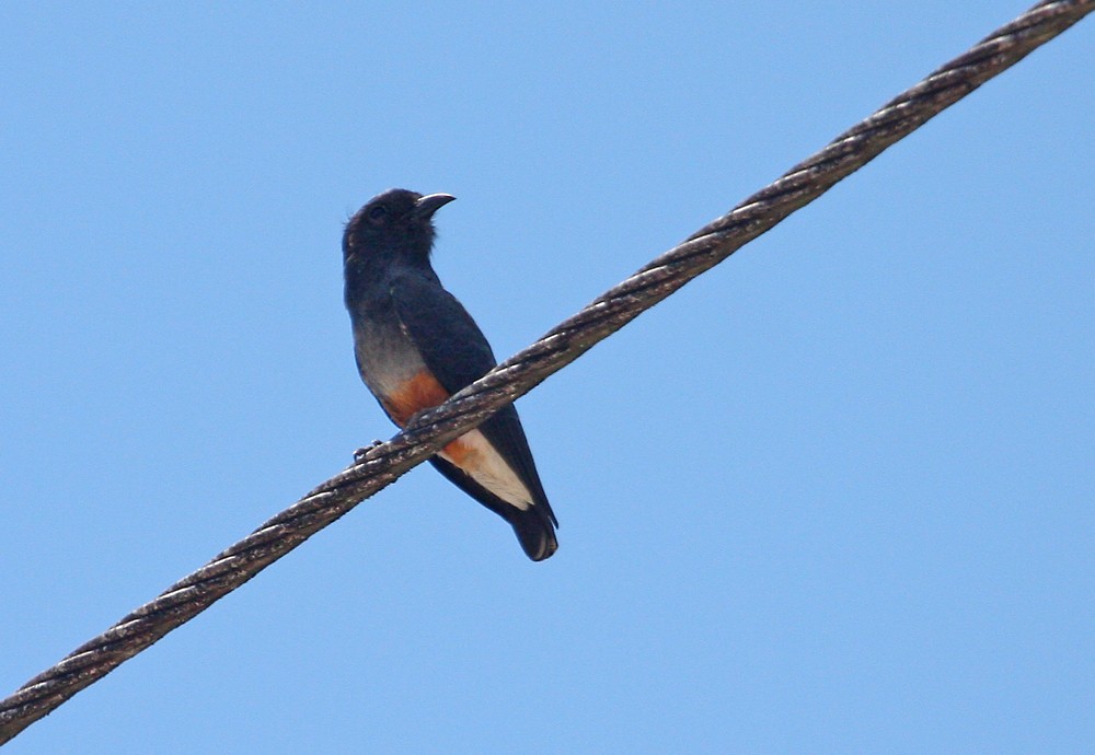 Swallow-winged Puffbird - Jay Gilliam