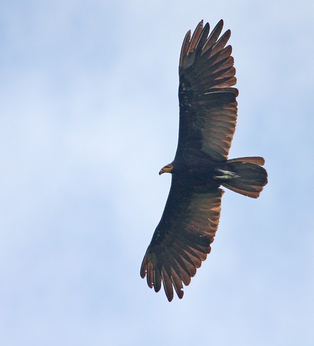 Greater Yellow-headed Vulture - Jay Gilliam