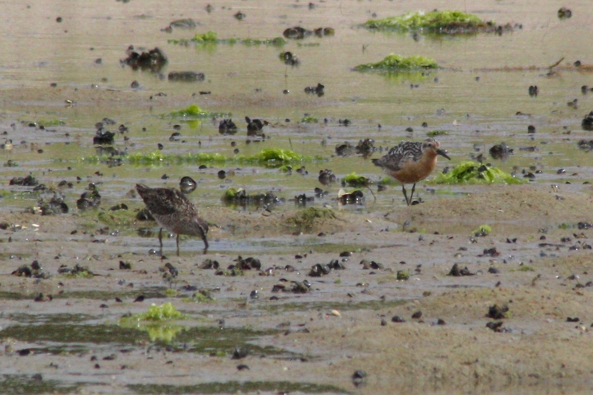Red Knot - ML109274421