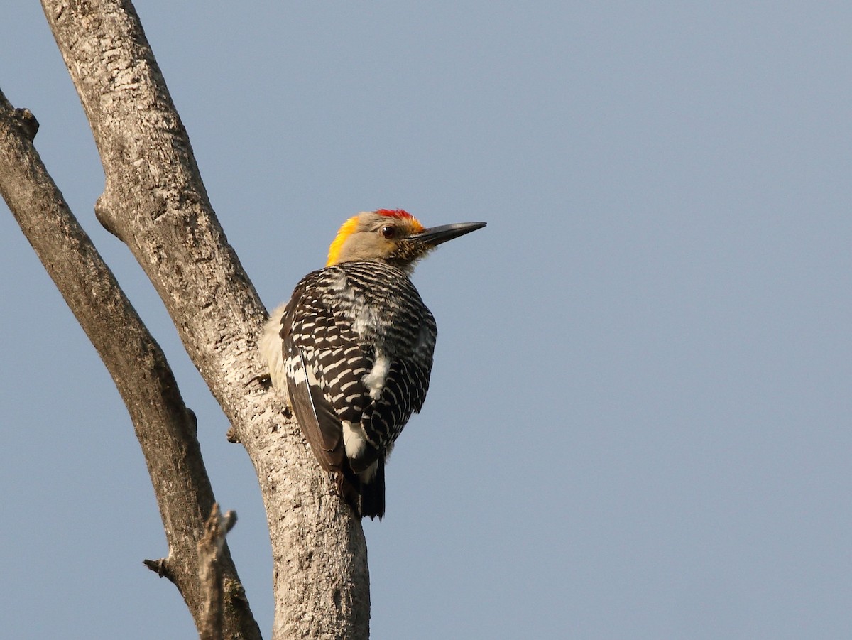 Golden-fronted Woodpecker - Juan Arrieta