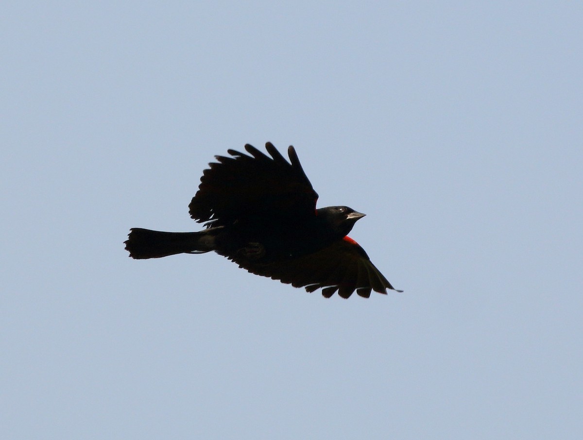 Red-winged Blackbird - Juan Arrieta