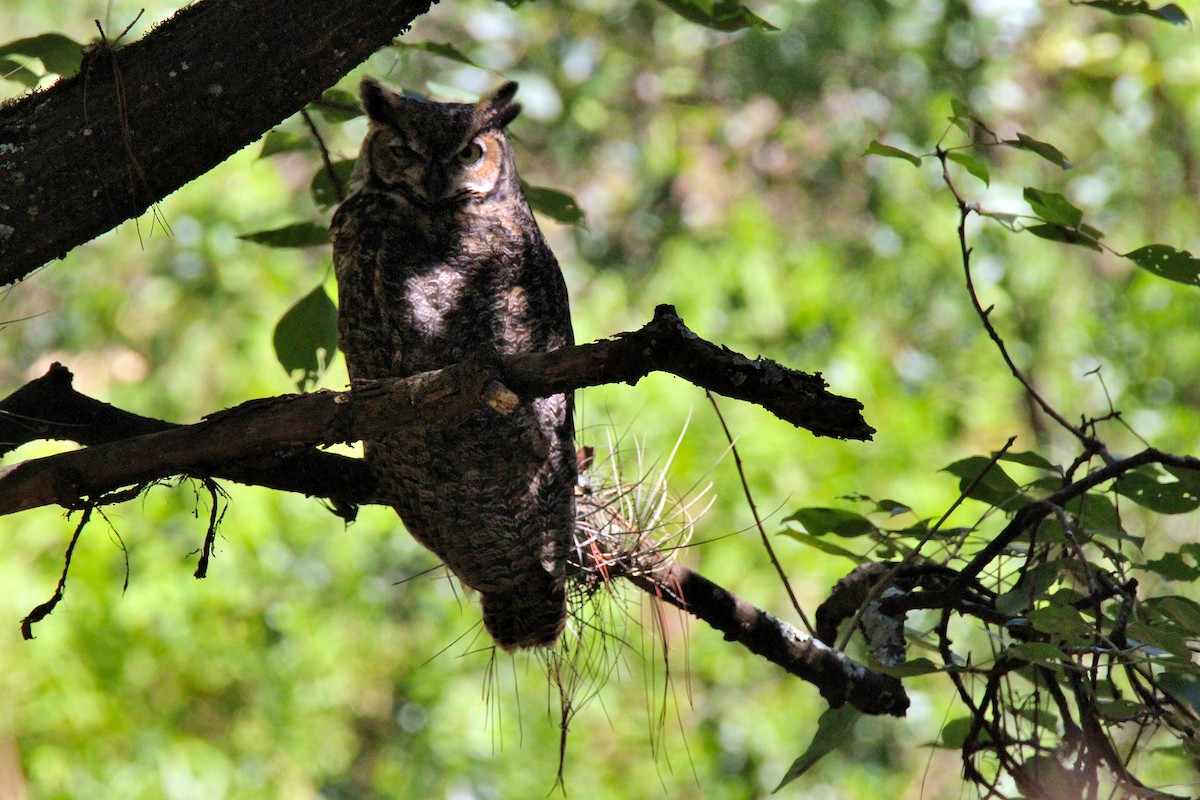Great Horned Owl - Lisseth Hernández