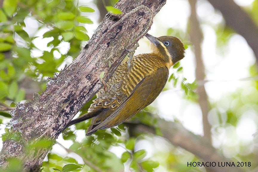 Golden-green Woodpecker - Horacio Luna