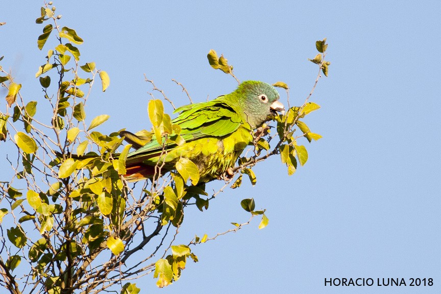 Blue-crowned Parakeet - Horacio Luna
