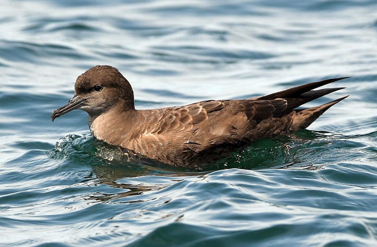 Sooty Shearwater - David Provencher